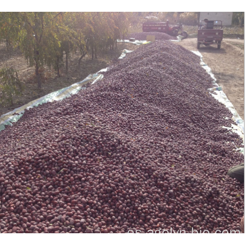 Fruta china de Jujube seca con nuevas fechas de cultivo.